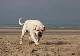 BOULEDOGUE AMERICAIN 175